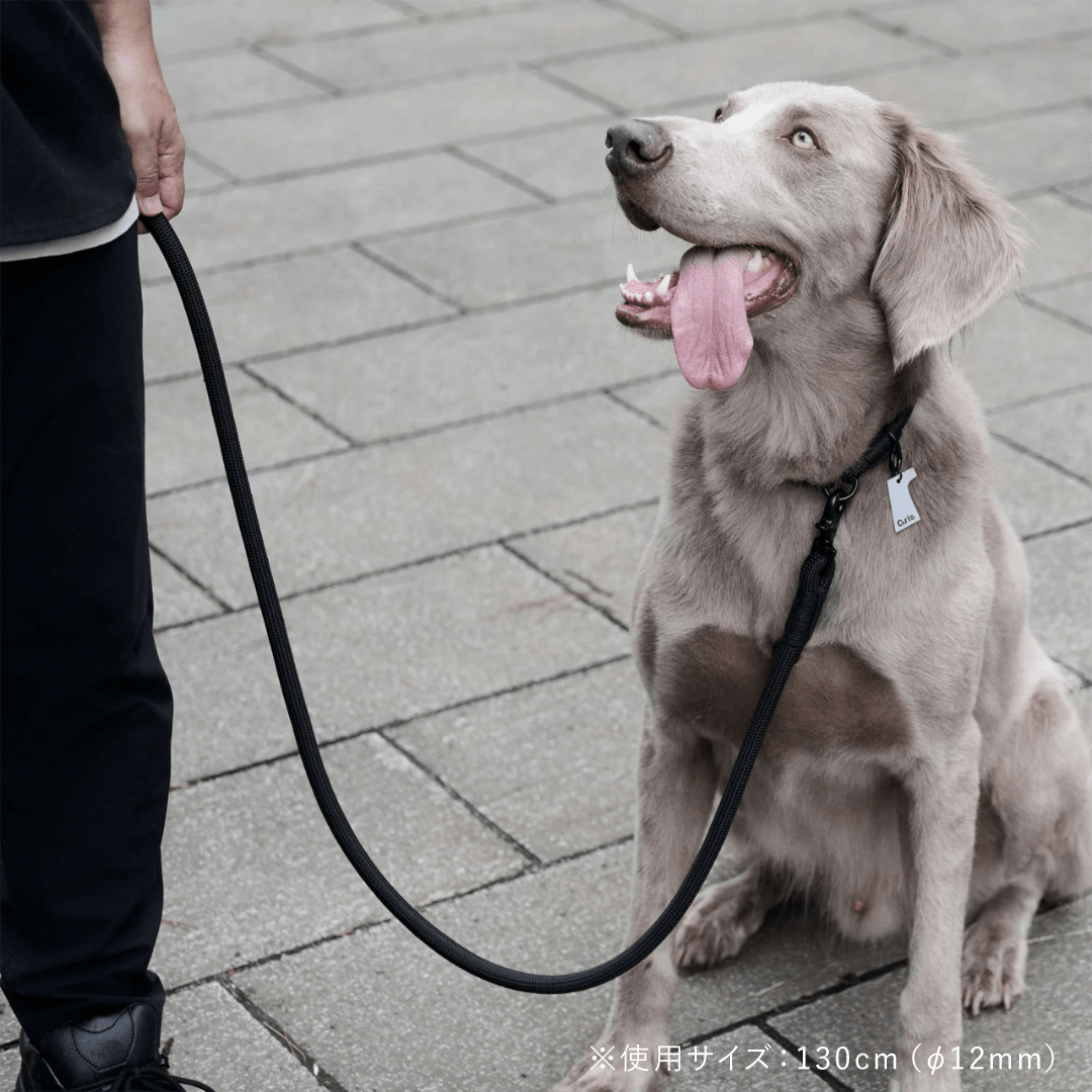 THE LEASH