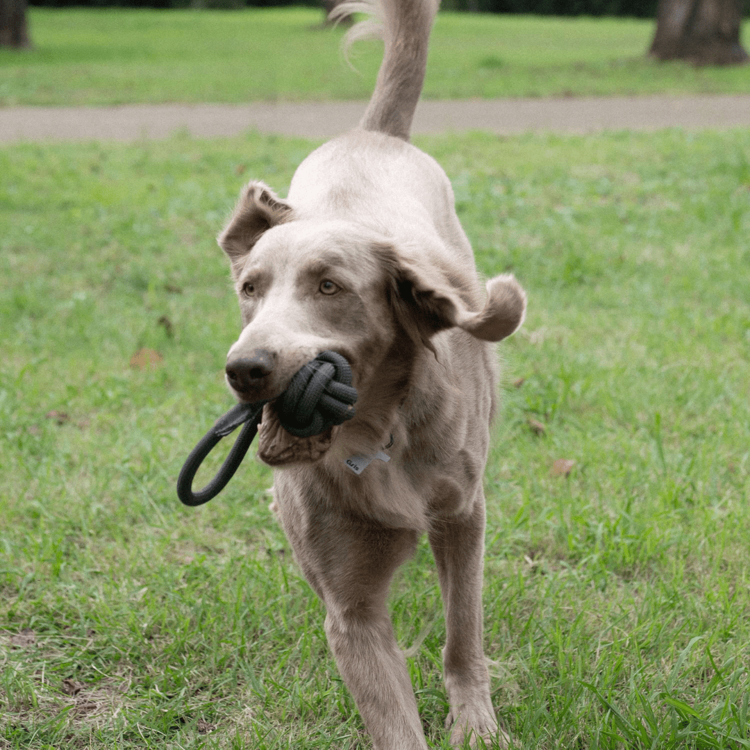 ROPE BALL TOY L