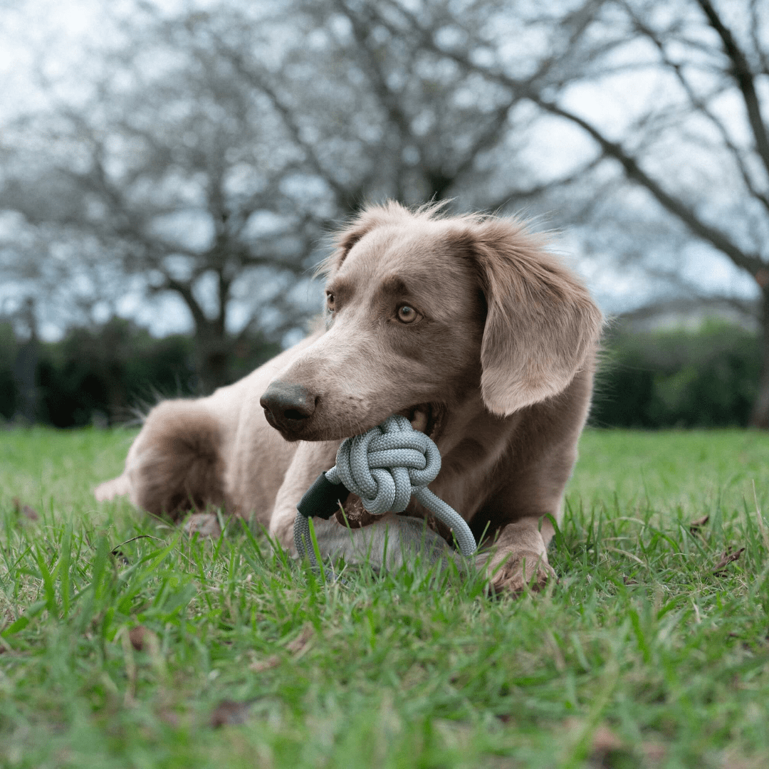 ROPE BALL TOY L
