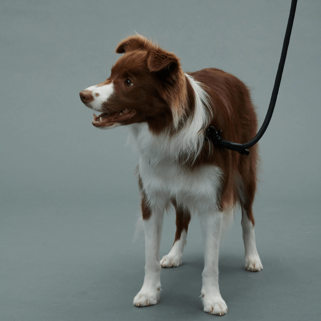 THE LEASH