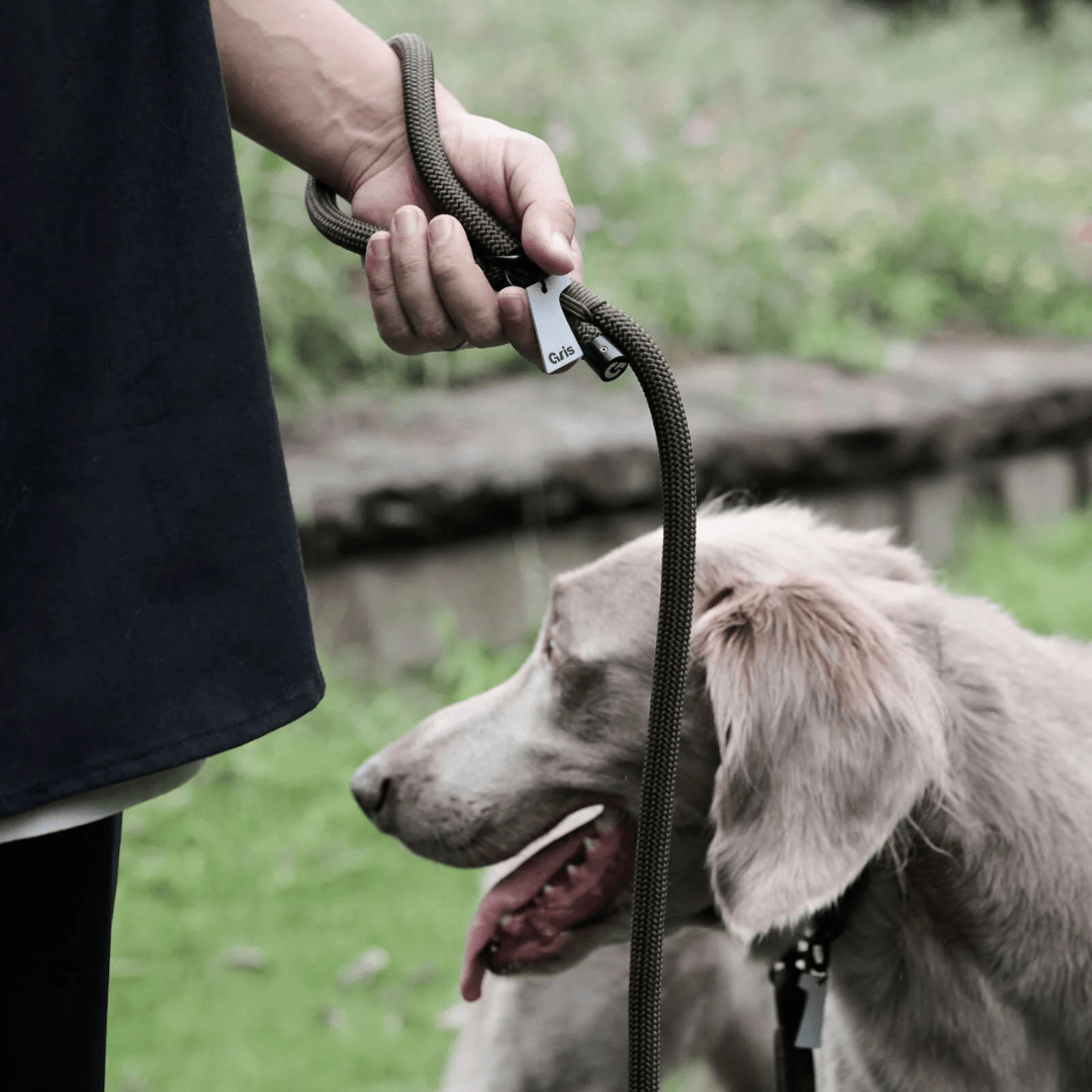 THE LEASH